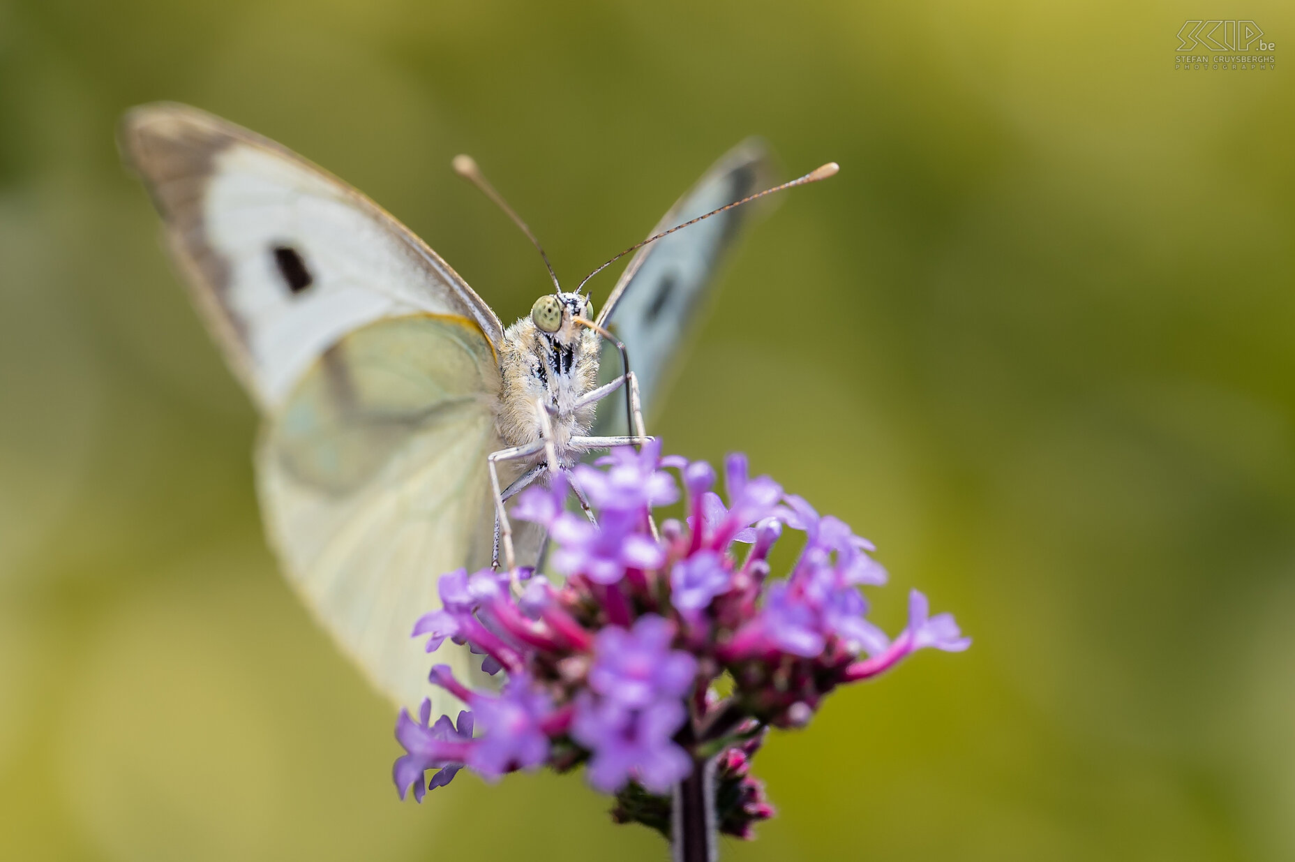 Vlinders - Groot koolwitje Groot koolwitje / Large white butterfly / Pieris brassicae Stefan Cruysberghs